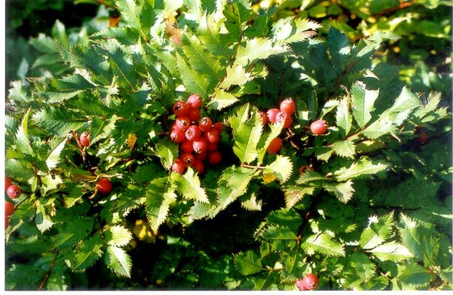 Sorbus sambucifolia